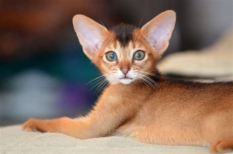 Abyssinian Cats Meow Cats And Kittens Abyssinian Kittens Old Cats
