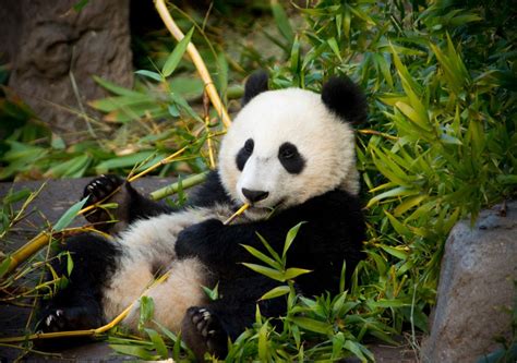 Study Solves Mystery Of How Giant Pandas Became Vegetarian