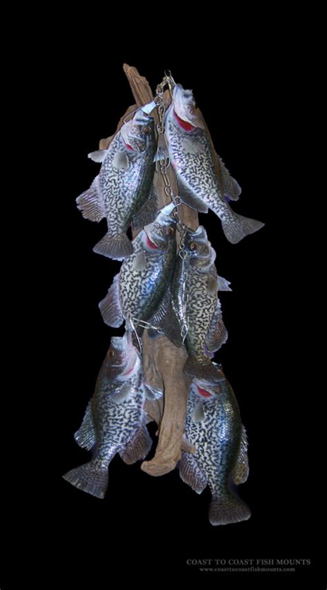 Calico Bass Crappie Stringer Fish Mount Replica