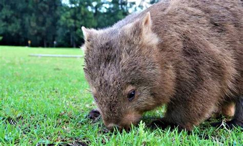 Sydney Wild Wombats And Kangaroo Experience Getyourguide