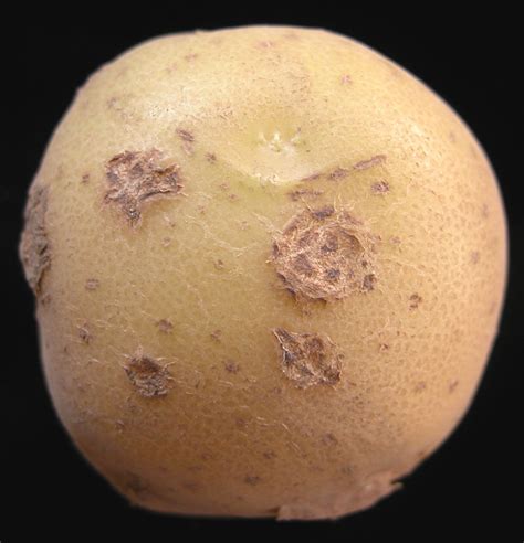 Common Scab Potato Ontario Cropipm
