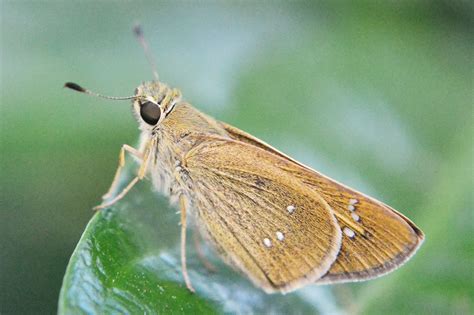 Gambar Alam Sayap Hijau Taman Fauna Invertebrata Bunga Bunga