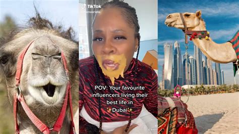 Dubai Porta Potty Celebs Influencers Paid For Camels To Poop On