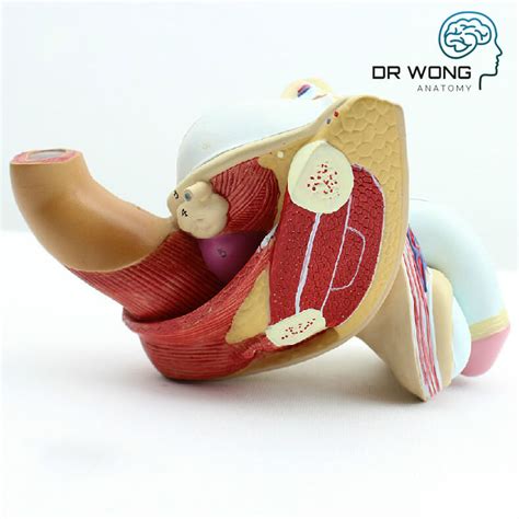 Male Genital Organs Model，4 Parts Dr Wong Anatomy