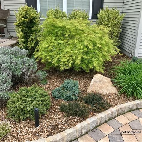 Why You Want Blue Star Juniper In Your Garden Conifers Garden Small