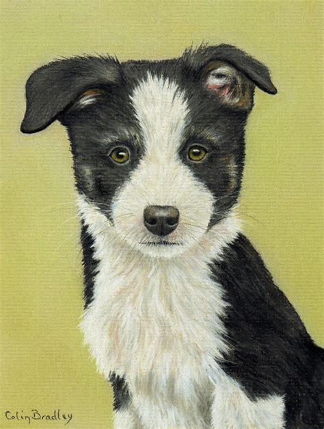 Border Collie Puppy Pastel Painting By Colin Bradley Using Pastel