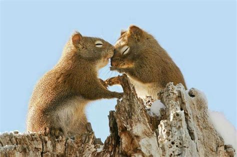 20 Romantic Couples Of The Animal Kingdom Cute Squirrel Squirrel
