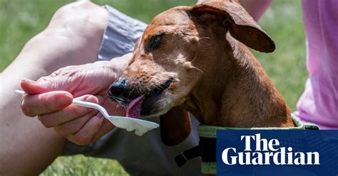 The Annual Wiener Dog 100 Race In Pictures Life And Style The