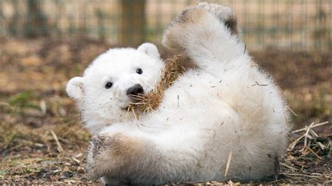 Polar Bear Cub Born At Highland Wildlife Park Bbc News