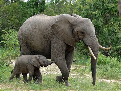 Imagem De Elefante