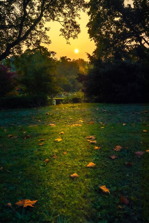 A Beautiful Morning Sunrise And Fallen Leaves By Kannappan