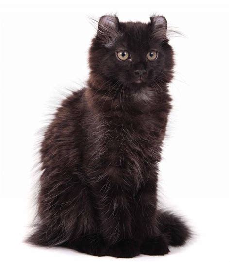 Black Cat Breeds Which Ones Make The Best Pets Black