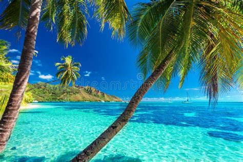 Palmeiras Em Uma Praia Tropical Com Um Mar Azul Em Moorea Tahiti Foto