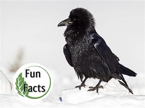 Fun Facts Raven Or Crow — Edmonton And Area Land Trust