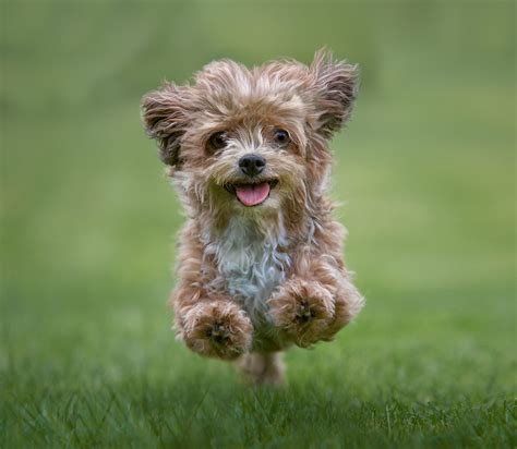 Top 20 Cutest Dog Breeds