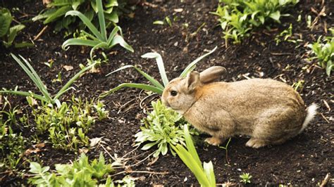 Protect Your New Plantings From Deer Rabbits And Pest Damage Alsip