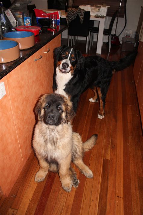Kaiser The Leonberger And Zeus The Bernese Mountain Dog Big Dogs Dogs