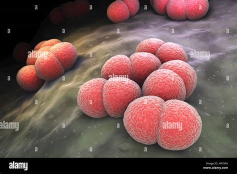 Neisseria Meningitidis O Meningococo Es Una Bacteria Que Puede Causar