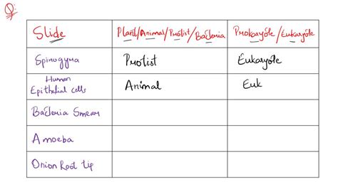 Solved Slide Plant Animal Protist Or Bacteria Prokaryote Or