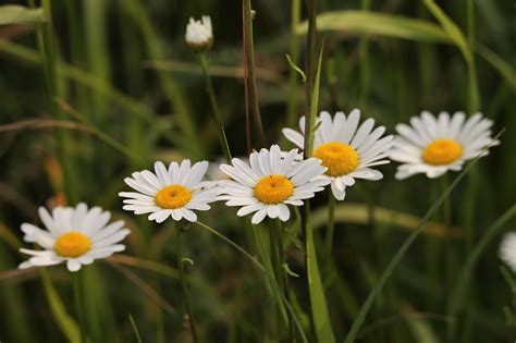Daisy Leucanthemum Vulgare Flora Free Photo On Pixabay Pixabay