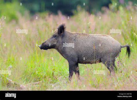 Side View Portrait Of Wild Boar Sus Scrofa Standing In Field In