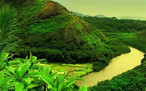 Lush Greenery Wallpaper Green Nature Green Nature Wallpaper