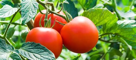 Cuidados De Cultivos De Tomate Casafe