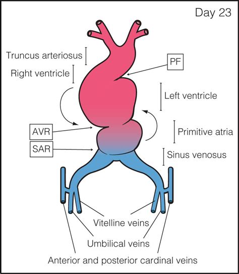 Embryology Of The Heart Obgyn Key