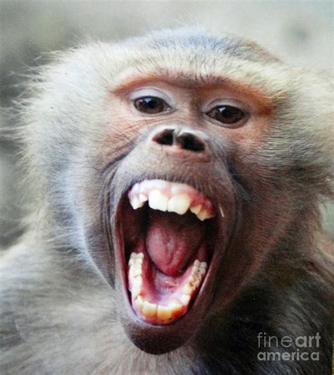 Monkeys Smile Photograph By Ben Yassa