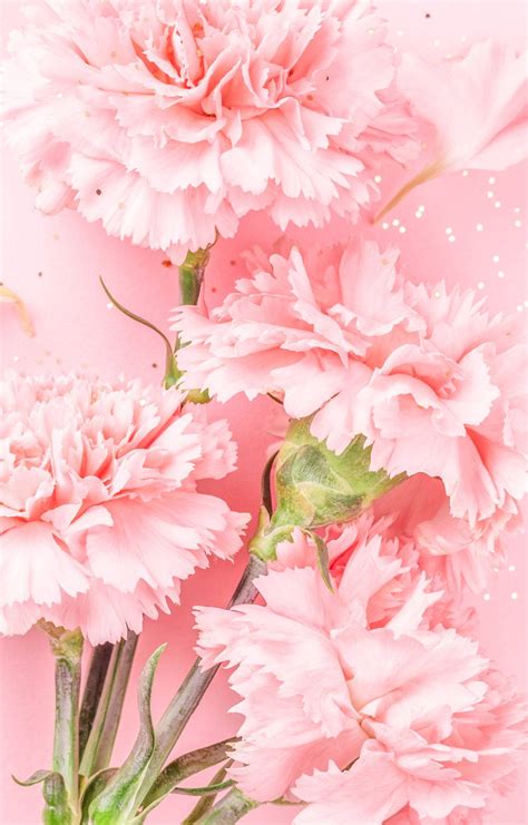 Download Baby Pink Carnation Flowers Wallpaper