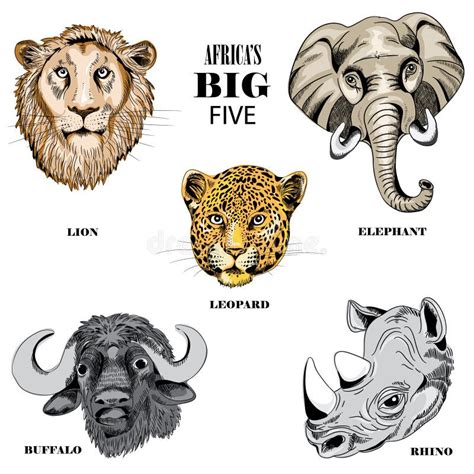 African Big Five Animals Stock Illustrations 368 African Big Five