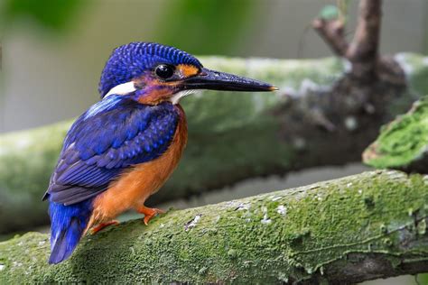 Blue Eared Kingfisher By Jon Chua On 500px Kingfisher Backyard Birds