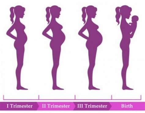 Mom To Be And Baby Changes In Various Pregnancy Stages Flash Uganda Media