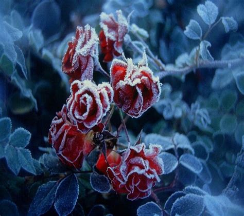 Frozen Roses With Images Frozen Rose Rose Flowers