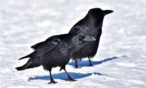 Crow Symbolism And Meaning And The Crow Spirit Animal Uniguide
