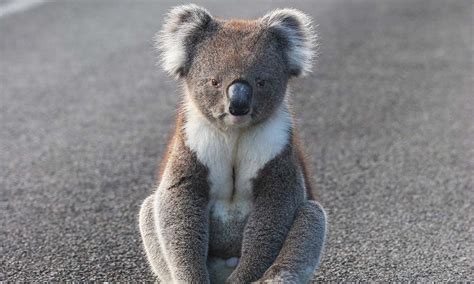 Koala Wwf Australia