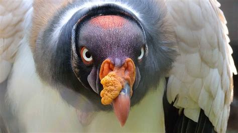 10 Most Unique Birds In The World