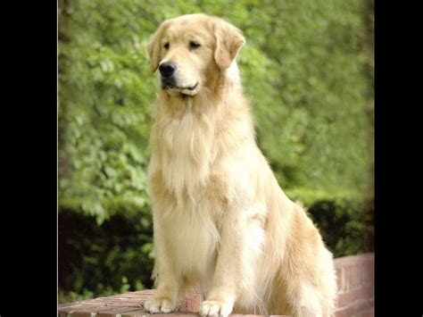 They are smart, loving, playful, and we believe you'll fall in love with the english. Golden Retriever Breeders In Wisconsin | PETSIDI