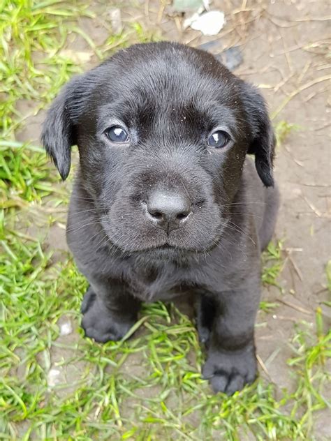 Beautiful black male ready for new loving home. Black Labrador puppies for sale very Good pedigree ...