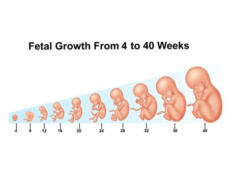 Stages Of Fetal Development Baby Development Pregnancy Chart Pregnancy Stages Prenatal