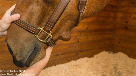 Skin Lumps The Horses Advocate