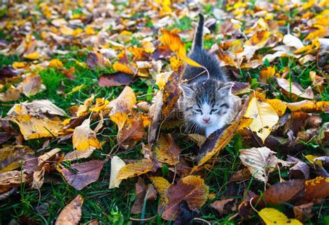 Young Cat Stock Photo Image Of Animal Outdoor Garden 208037448