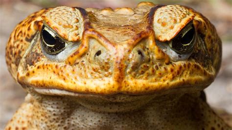 Cane Toad Spotted In Sydney Caringbah South Daily Telegraph