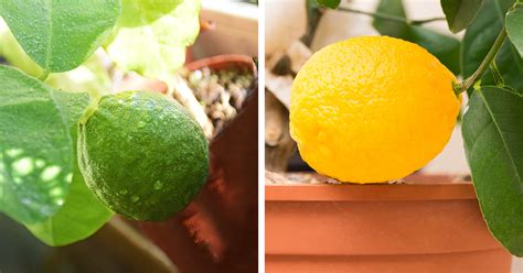 Mother Nature How To Grow Citrus Trees As Houseplants