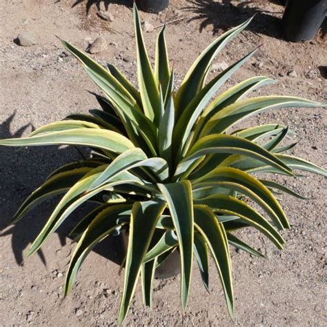 Variegated Smooth Agave Star Nursery Garden And Rock Centers