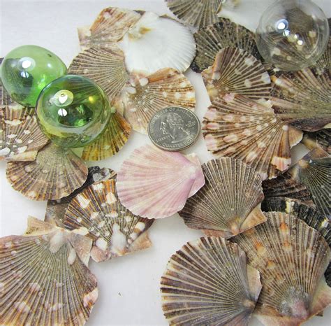 Nautical Decor Scallop Seashells Beach Mexican Flat Scallop Shells