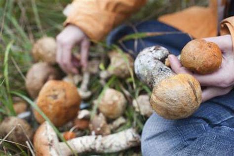 Learn Guide To Wild Mushrooms Of Northern California How