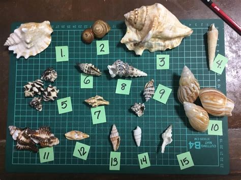 Can Anyone Help Identify These Shells Seashellcollectors