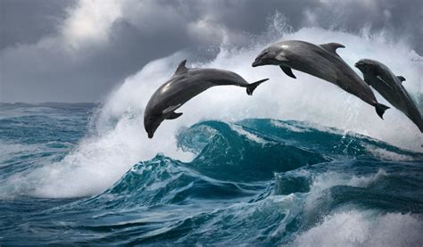 How Genetics And Pollution Are Threatening Wild Dolphins