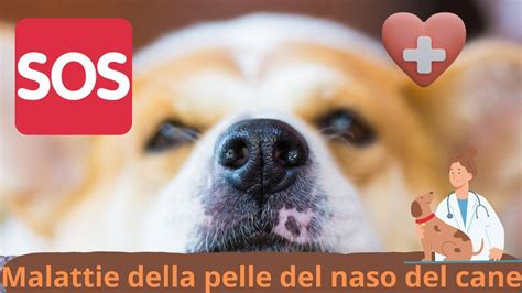 Malattie Della Pelle Del Naso Del Cane I Segnali Da Notare E Come Curarle